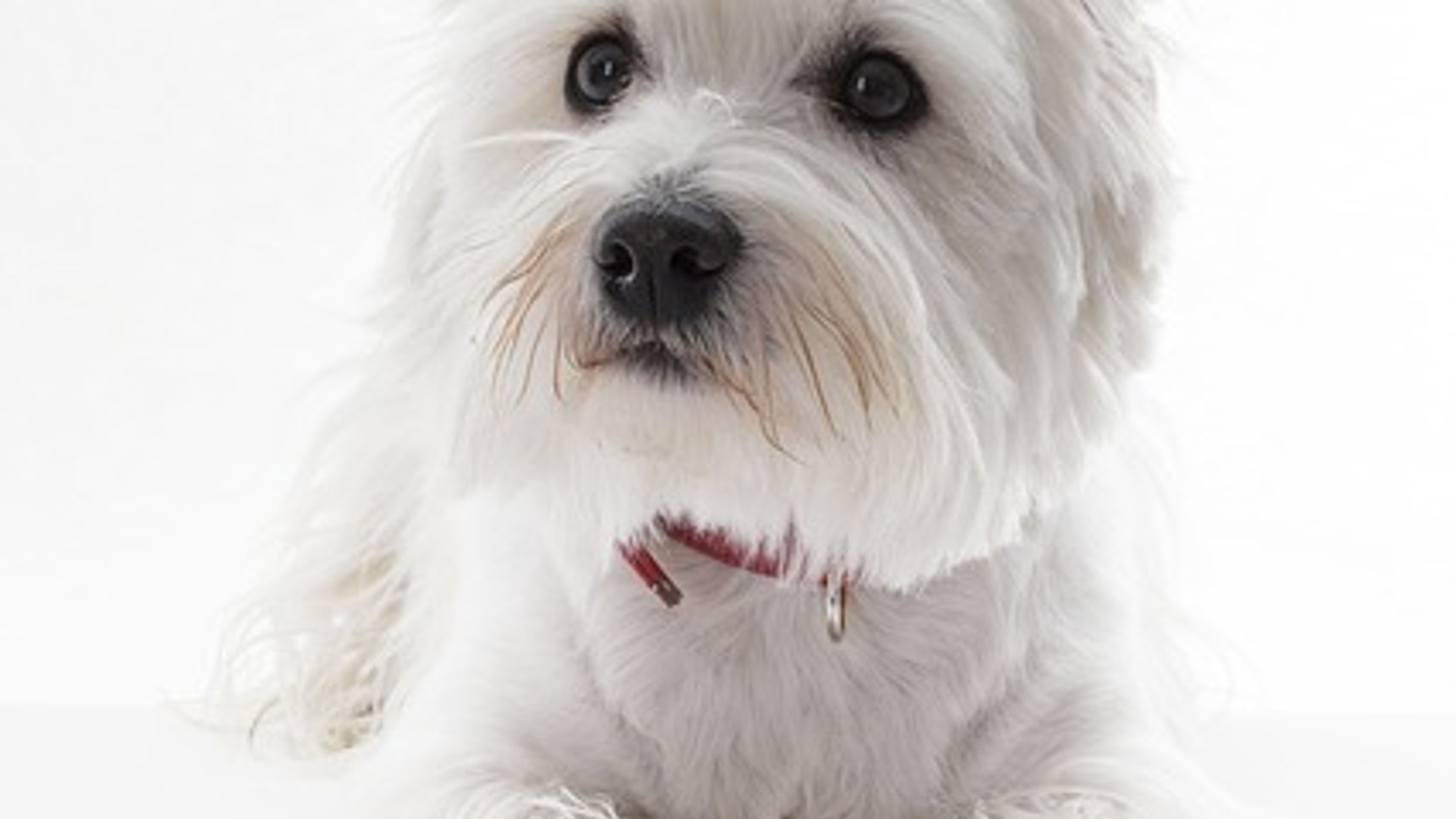Westie